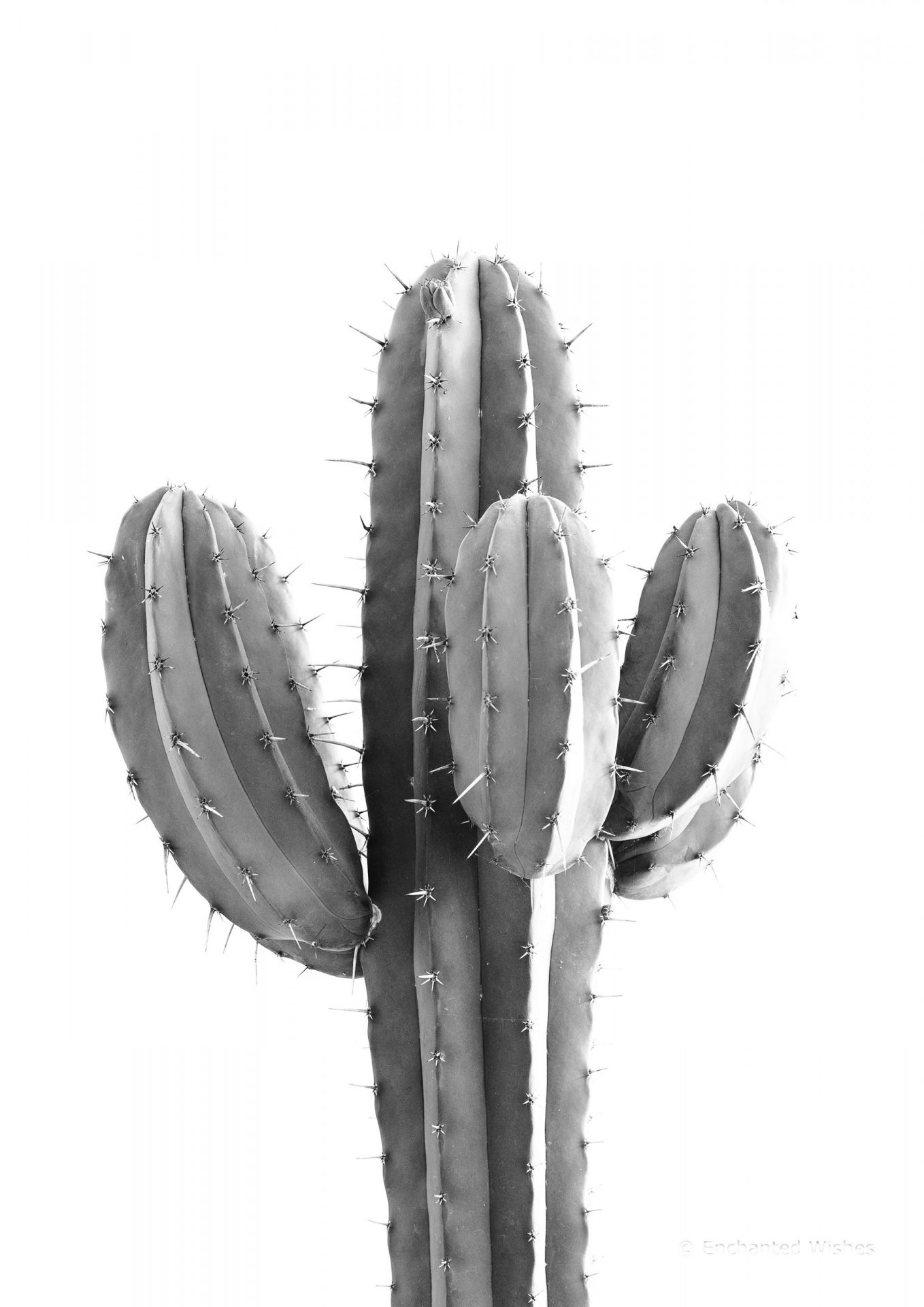 Black White Cactus Photo Print Wall Art Printable Prints