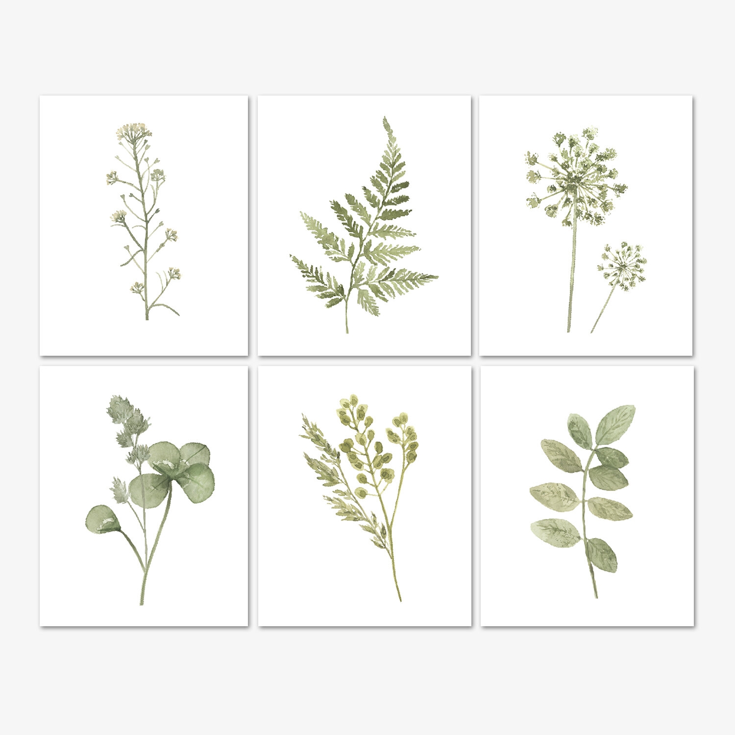 Botanical Prints Wall Art Pressed Greenery And Flowers Set Of 6 8x10 Unframed Prints Tumbalina