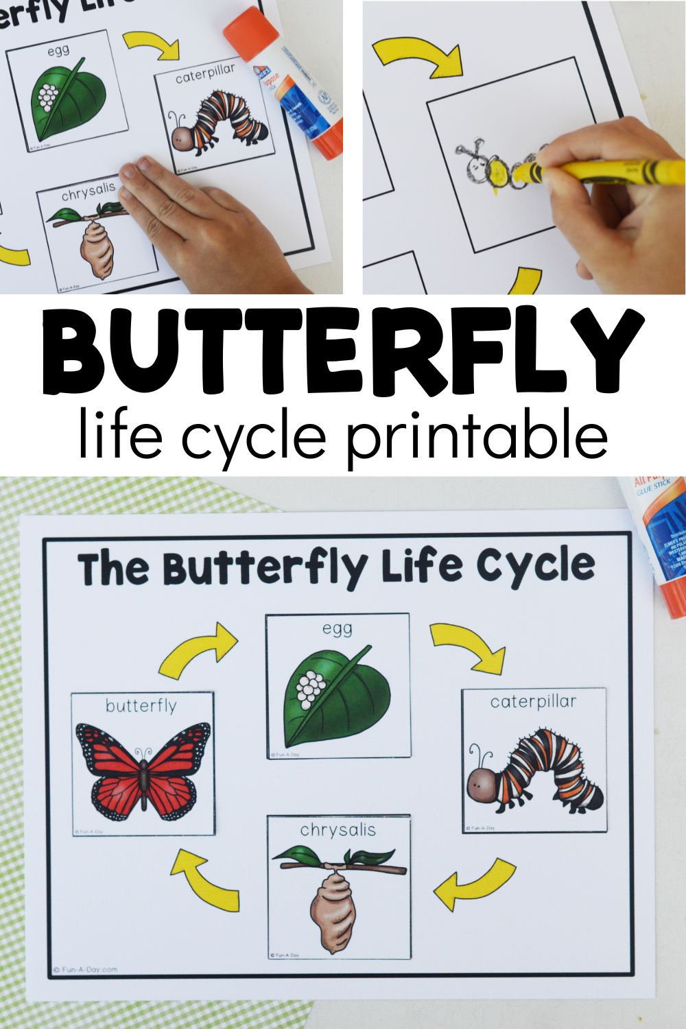 butterfly life cycle worksheet