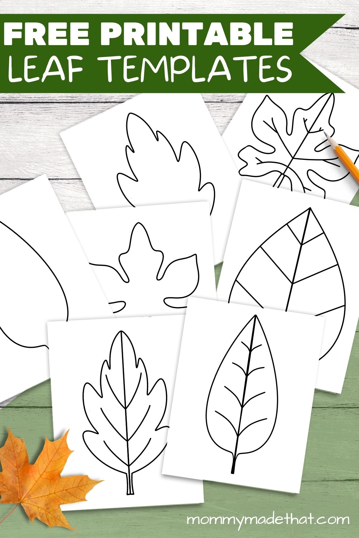 Free Leaf Templates Outlines Tons Of Printables