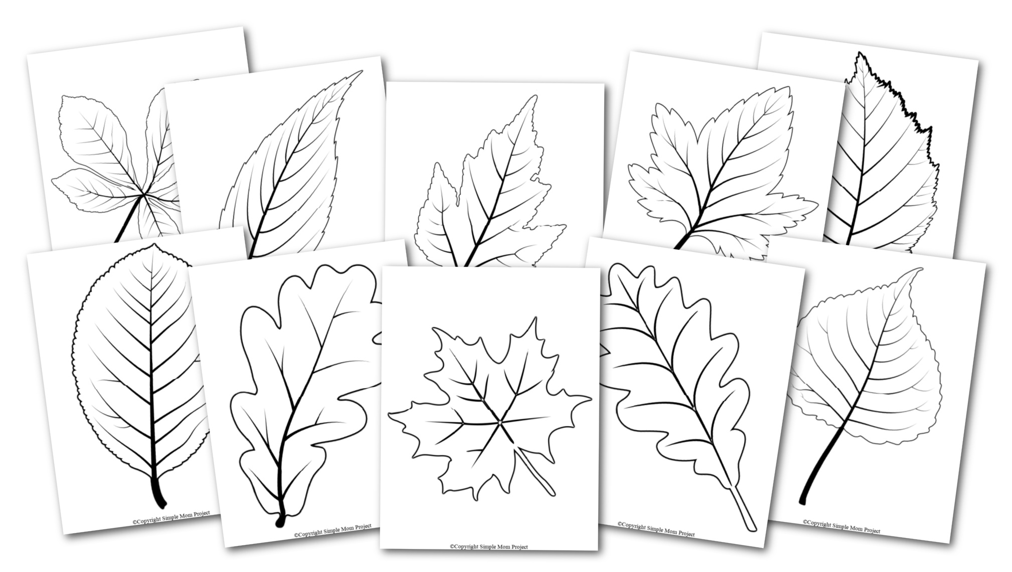 Free Printable Large Leaf Templates Stencils And Patterns